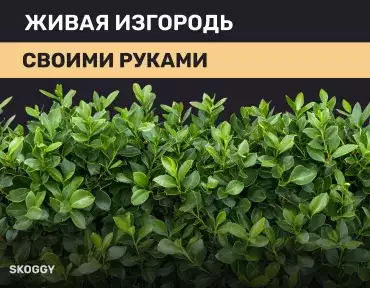 Живая изгородь своими руками